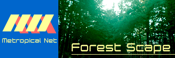 Forest Scape